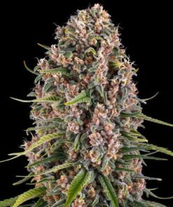BLUE CHEESE - 3