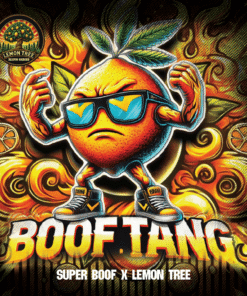 Boof Tang - 3
