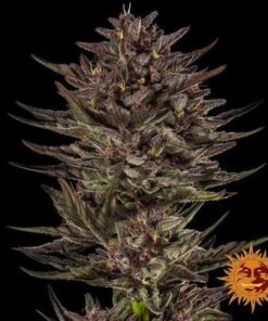 FROSTED ZINN x COOKIE DOG AUTO - 3