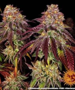 MIMOSA x ORANGE PUNCH AUTO - 3