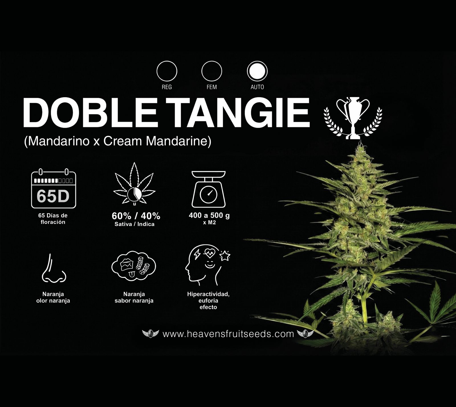 DOBLE TANGIE