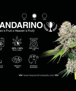 MANDARINO