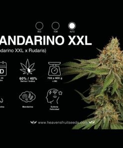 MANDARINO XXL