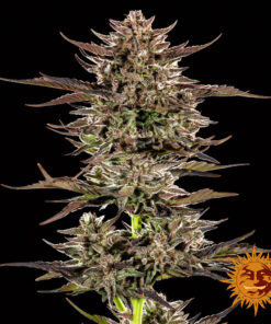 FROSTED ZINN x 3 BEARS OG AUTO - 3