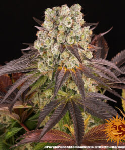 PURPLE PUNCH LEMON DRIZZLE - 3