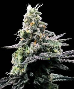 PURPLE CHOCOLOPE - 5