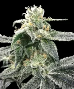 BLUE DREAM - 5