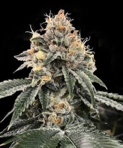 HG23 AKA MICHAEL JORDAN AUTO - 5