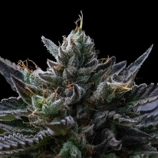 KOSHER KUSH - 5
