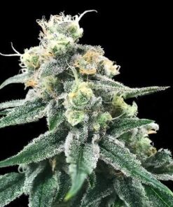 SWISS MISS - 5