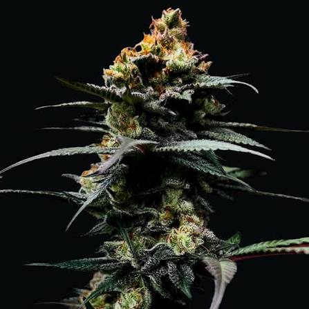 THE STINKING ROSE - 5