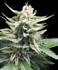 HONEY BANANA S1 - 5