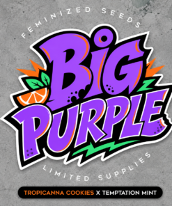 BIG PURPLE - 5