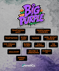 BIG PURPLE - 5 - Imagen 3