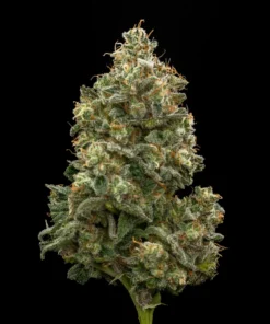 ACID GUAVA - 4