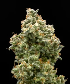 ANANA FIZZ - 4