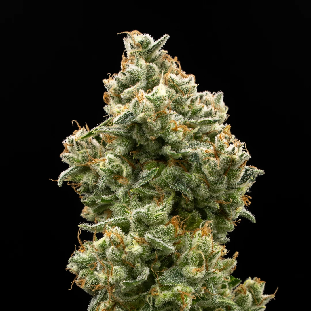 ANANA FIZZ - 4
