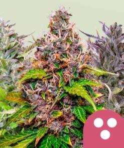 FEMINIZED MIX - 5