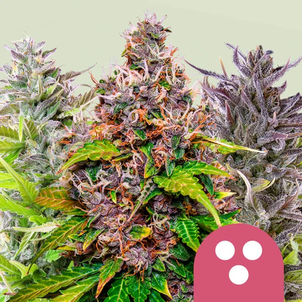 FEMINIZED MIX - 5