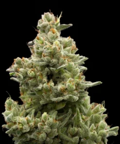 HULK CRESCENDO - 4