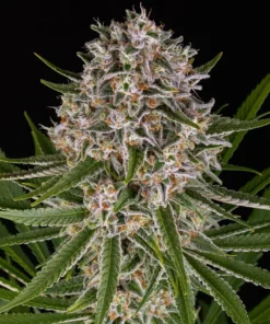 LEMON HAZE AUTO - 3