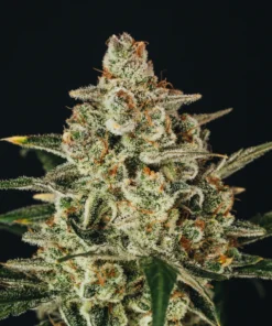 NECTAR GLUE