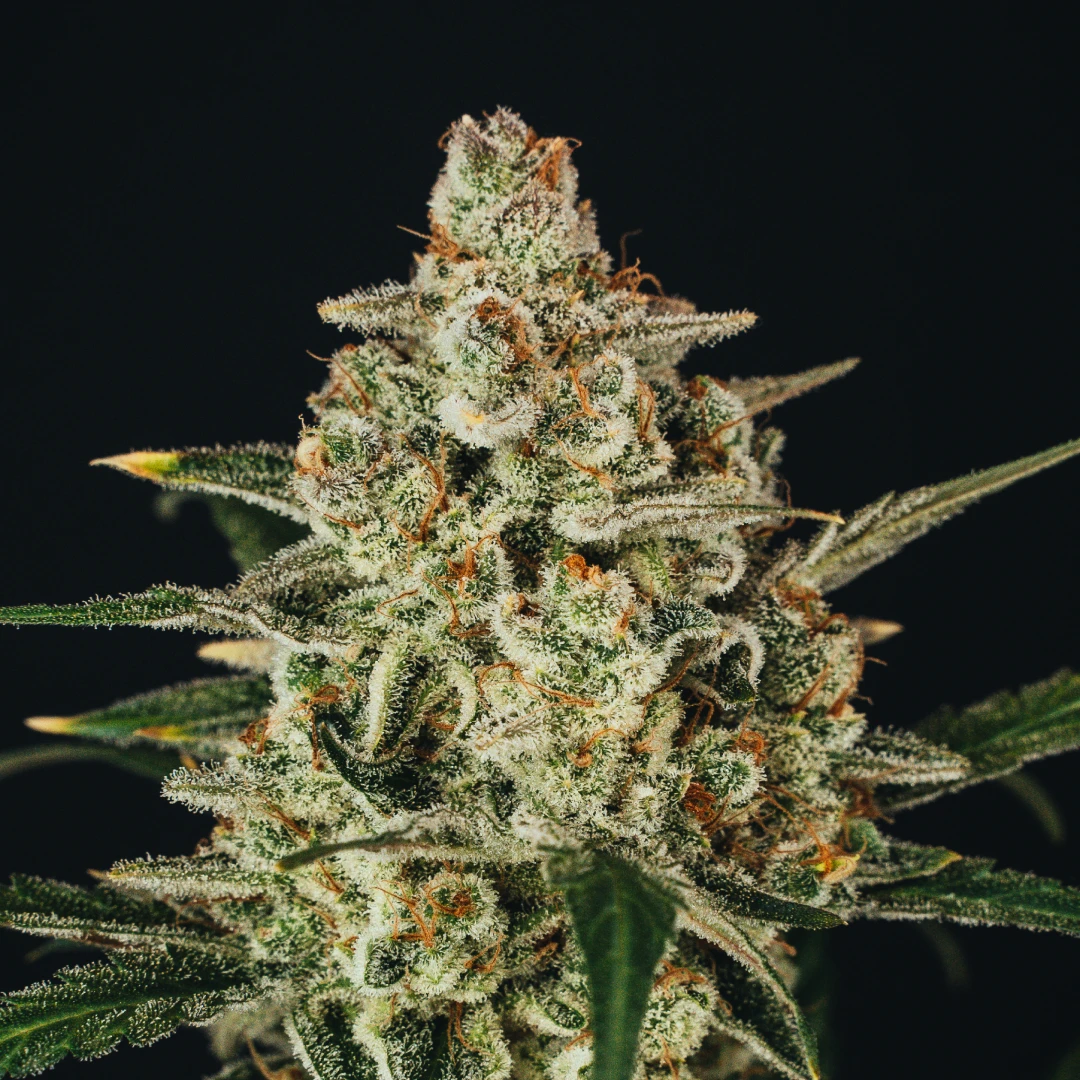 NECTAR GLUE