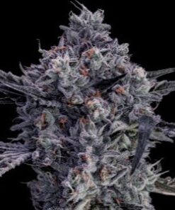 BLACK MARKET - 10