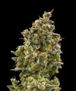 PASION TROPICAL - 4