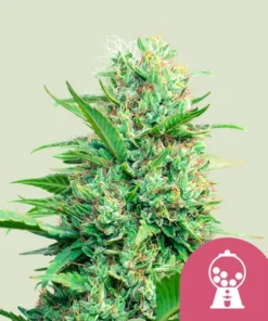 PINK RUNTZ - 3