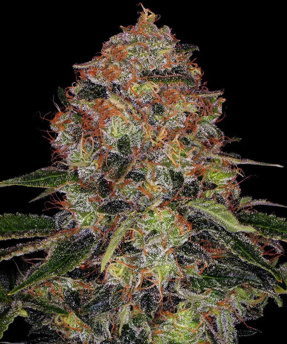 SHISKABERRY - 3