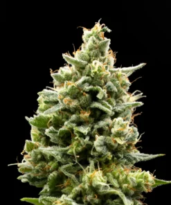 SNOW FRUIT - 4