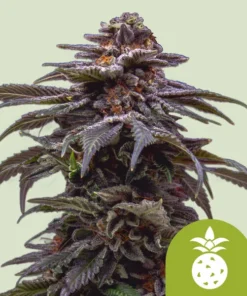TROPICANA COOKIES PURPLE AUTO - 3