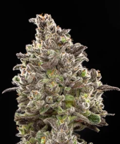 BLACK YETI - 4