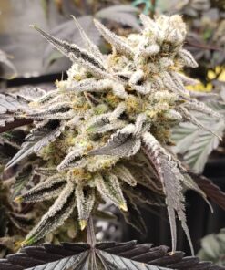 DOUBLE KUSH BREATH