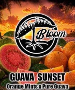 GUAVA SUNSET - 12