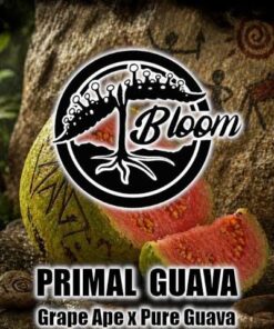 PRIMAL GUAVA - 12