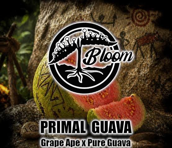 PRIMAL GUAVA - 12