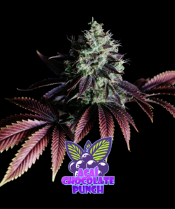 AÇAÍ CHOCOLATE PUNCH AUTO
