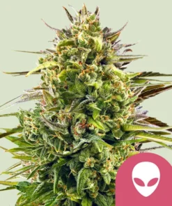 ALIEN OG - 3