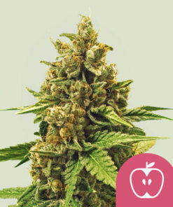 APPLE FRITTER - 3