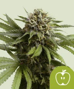 APPLE FRITTER AUTO - 3