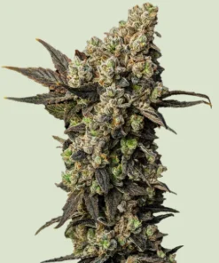 ASTRO LEMONADE F1 - 3