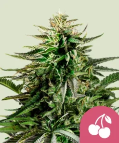 CHERRY PIE - 3