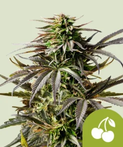 CHERRY PIE AUTO - 3