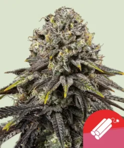 DYNAMITE DIESEL - 3