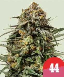 GELATO 44 - 3