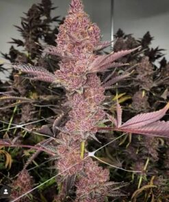 TROP CHERRY S1 - 9