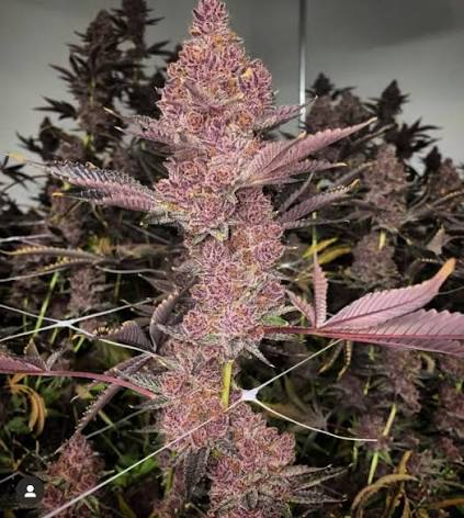 TROP CHERRY S1 - 9