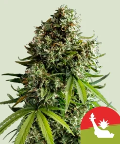 NYC SOUR D AUTO - 3